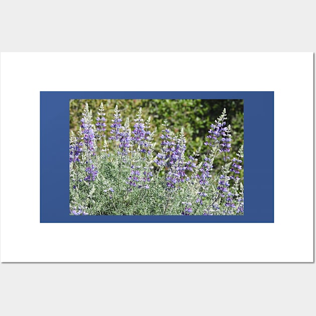 Flowers, purple lupines, nature, gifts, Violet Sublime Wall Art by sandyo2ly